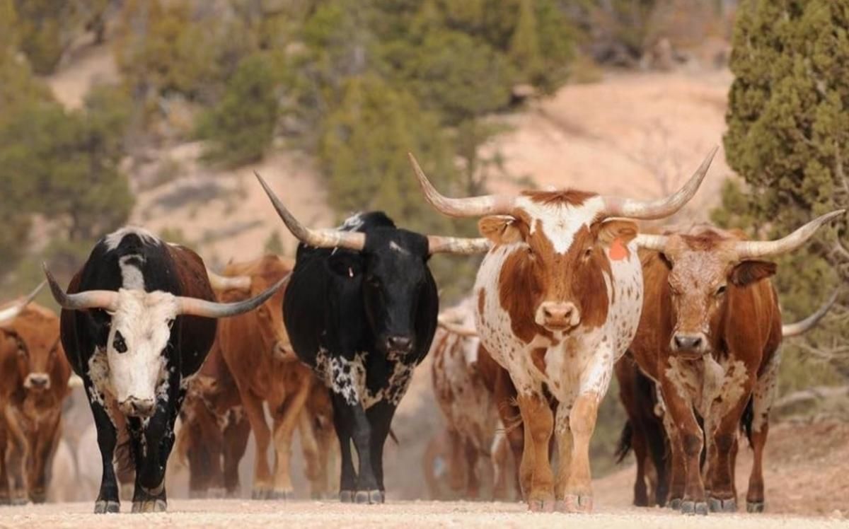 Photo of longhorns in nature